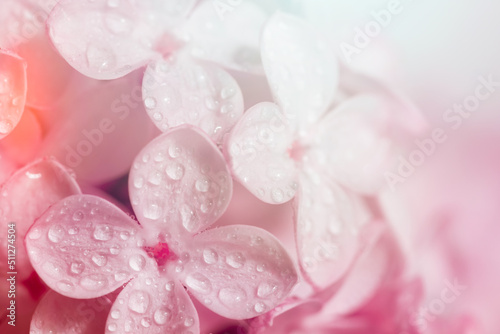 Floral background made of close view of many delicate petals of lilac flower. Lots of water drops shining on summer sunlight. blurred pink background