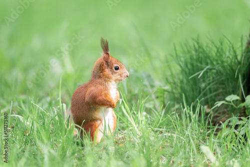 Red squirrel sits in the grass... © alexbush