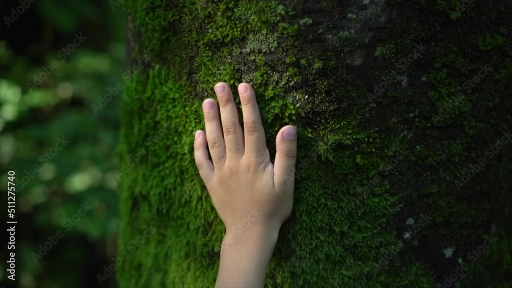 Child hand touching tree trunk covered with green moss. People in nature concept, safe earth, green planet. Forest trail, botanic garden with green plants. Relax in nature, love, meditation. Nature