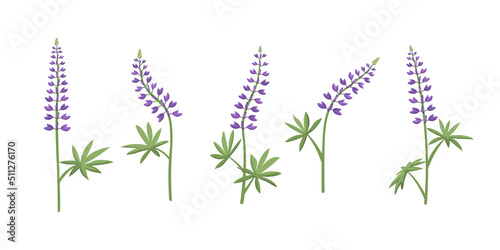 Vector set of illustrations of lupine flowers.