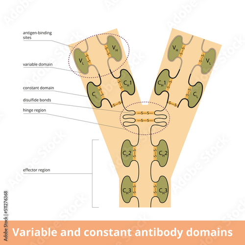 Variable and constant antibody domains.	Variable and constant domains within the light and heavy chains of an antibody, or immunoglobulin, molecule including disulfide bonds visualization.