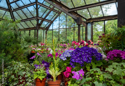 Valokuva Brightly coloured potted flowering plants including petunias in the Palm House and Main Range of glasshouses in the Glasgow Botanic Gardens, Scotland UK