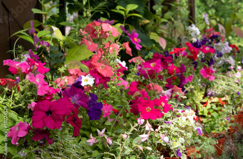Brightly coloured potted flowering plants including petunias in the Palm House and Main Range of glasshouses in the Glasgow Botanic Gardens  Scotland UK.