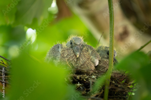 Two young pigeons doves fledglings or chicks in a nest in a tree