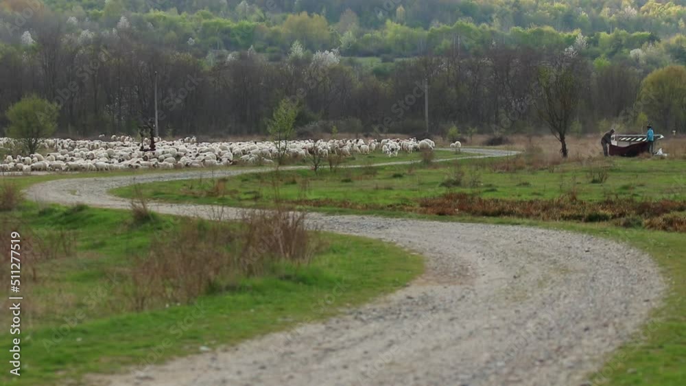 Herd of sheeps grazing on the hill during evening Herd of sheeps grazing on the hill during evening