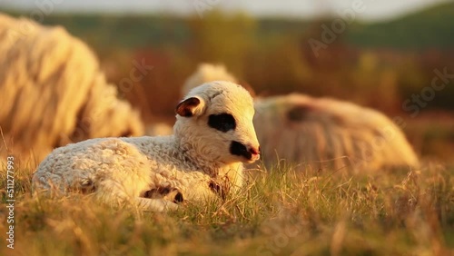 Adorable new born lamb sitting on field in evening light