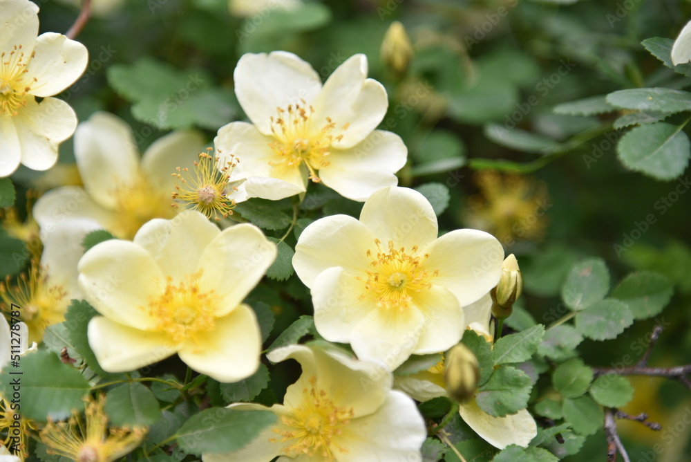 Large yellow rosehip flowers on a bush in summer