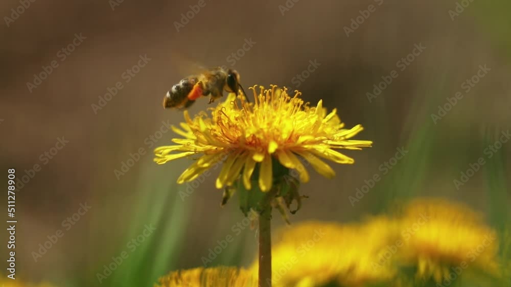 A bee collects pollen from dandelion A bee collects pollen from dandelion
