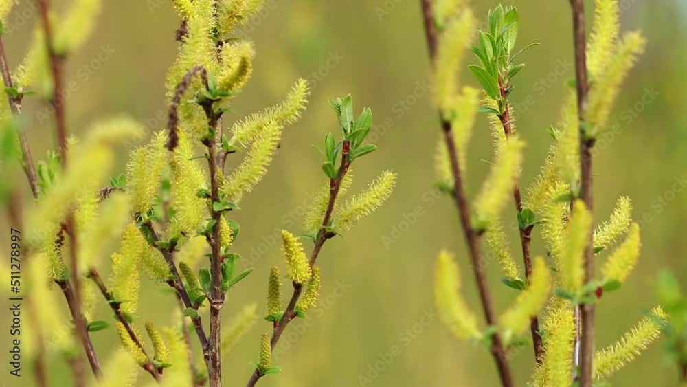 Pussy willow in the wind on yeallow background