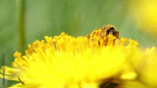 A bee collects pollen from dandelion photo