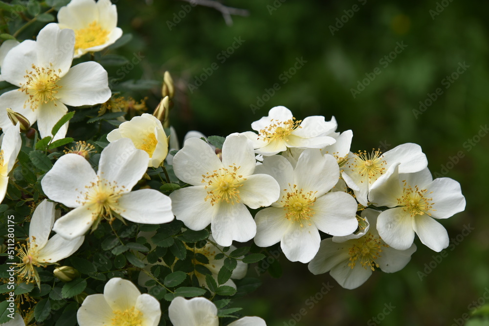 Large yellow rosehip flowers on a bush in summer Large yellow rosehip flowers on a bush in summer