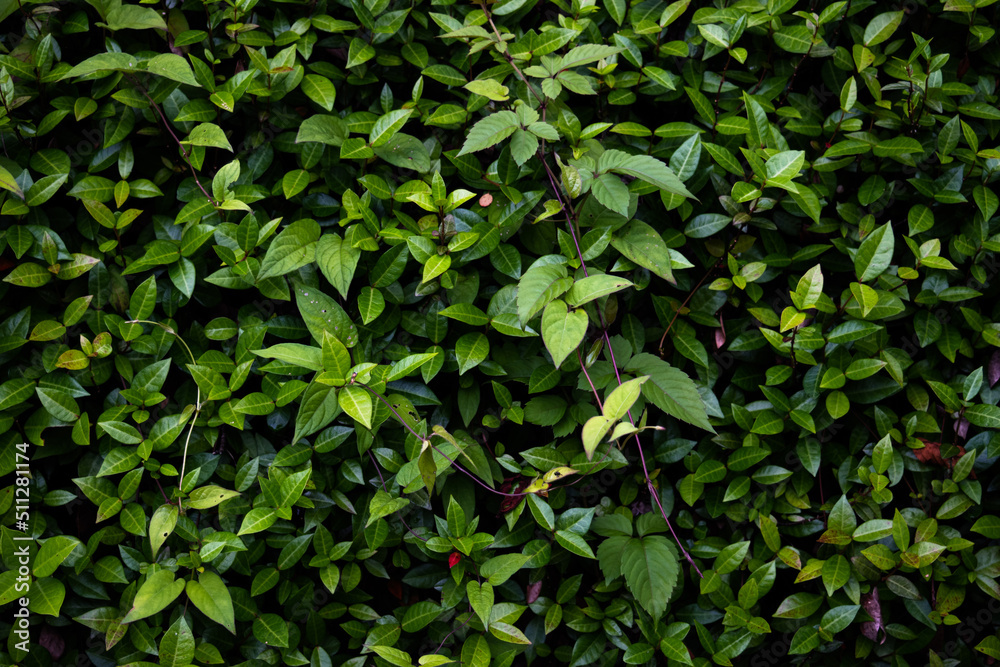 Dense leaves texture on a wall 2 Dense leaves texture on a wall 2