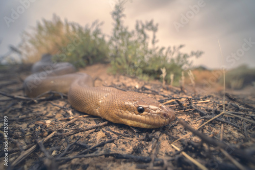 Close-up of a wild woma python (Aspidites ramsayi) in saltbush scrub, South Australia, Australia photo