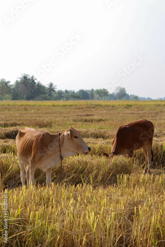 cows on the meadow © yonghan