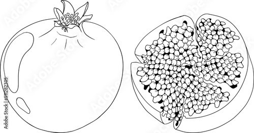 Pomegranate vector illustration on white background. Coloring pages. Vegetarian food drawing. Ripe garnet fruit with seeds . Vector illustration