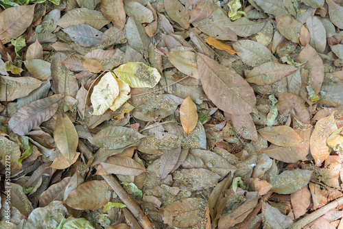 Dry leaves on the forest floor ground backdrop droughty background. Nature landscape on yard.