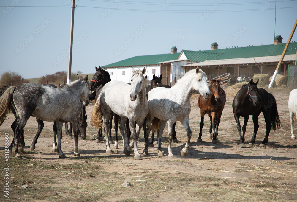 Obraz premium Herd of horses
