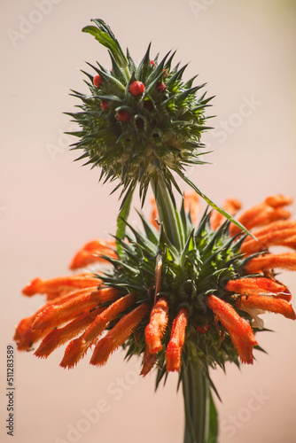 Flowers of Lion’s Ear (Leonotis nepetifolia) 14514