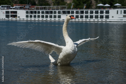 Portrait of white swan opening  his wings in the water