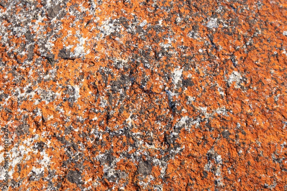 close picture of the red rock from the bay of fires in Tasmania. This orange hue of the rocks comes from lichens, a combination of algae and fungus that live together in a symbiotic relationship. close picture of the red rock from the bay of fires in Tasmania. This orange hue of the rocks comes from lichens, a combination of algae and fungus that live together in a symbiotic relationship.