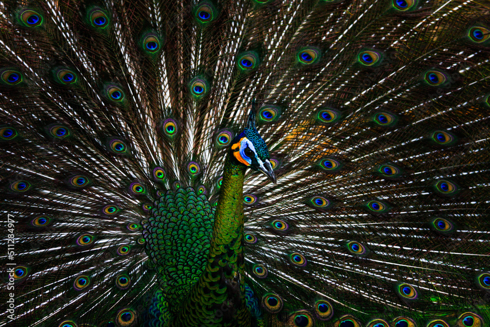 Obraz premium peacock with feathers