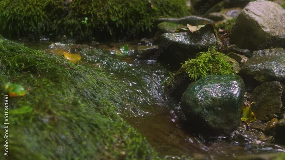 A small stream flows among the rocks covered with moss. A clear mountain stream in close-up. Travelling in the wilderness of the planet A small stream flows among the rocks covered with moss. A clear mountain stream in close-up. Travelling in the wilderness of the planet
