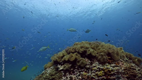 Wallpaper Mural Under Water Film footage - camera passing by myriads of small tropical fish swimming around a rocky coral structure - Sail rock island in Thailand Torontodigital.ca