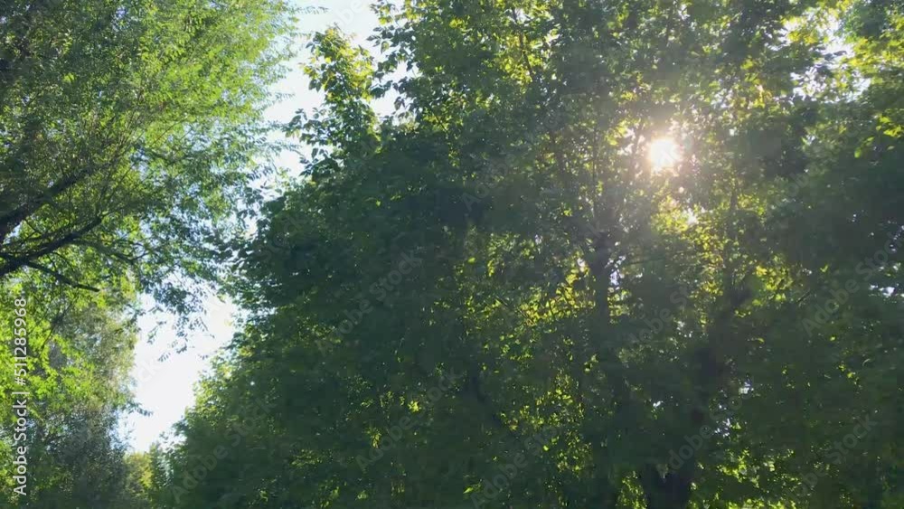Sunbeams in the green branches of trees, tracking shot in the green forest con sunlight Sunbeams in the green branches of trees, tracking shot in the green forest con sunlight