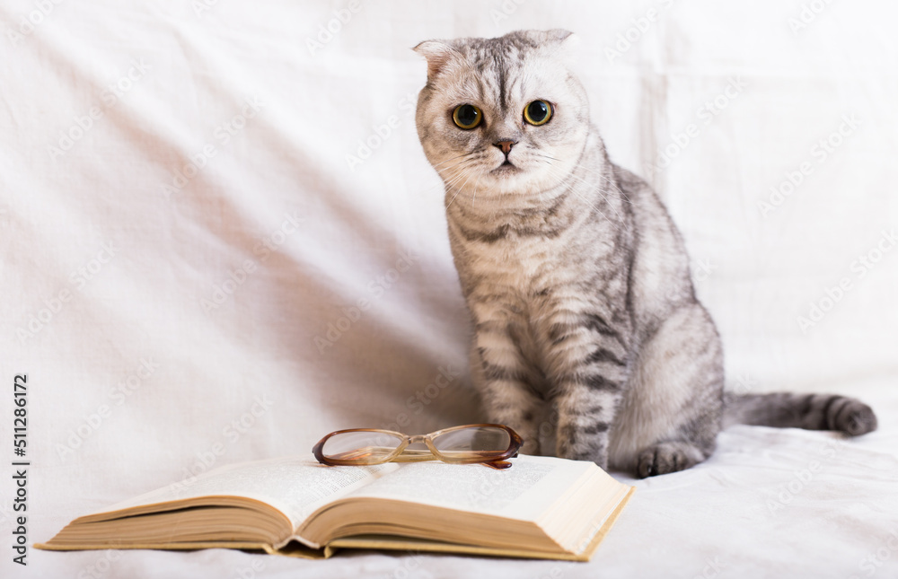 Inquisitive gray cat sitting near open book and glasses Inquisitive gray cat sitting near open book and glasses