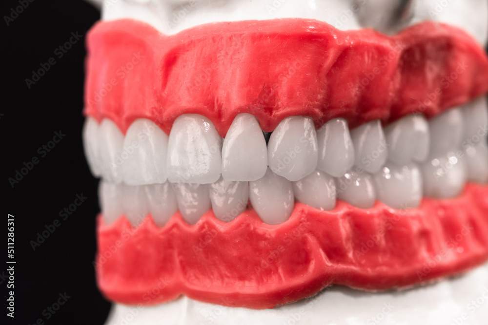 Obraz premium Human jaw with teeth and gums anatomy model isolated on blue background. Healthy teeth, dental care and orthodontic medical healthcare concept