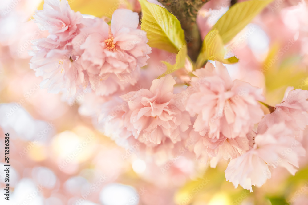 Sakura. Cherry blossom in springtime. Beautiful pink flowers