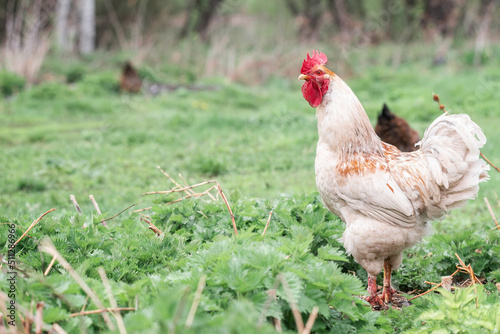 A rooster and a free-range chicken on the grass in the countryside.