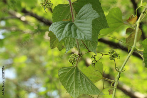 青空と青葉の下、エビヅルの葉と茎と絡みながら伸びている蔓と咲き始めの花のコラボレーション。アップ画像