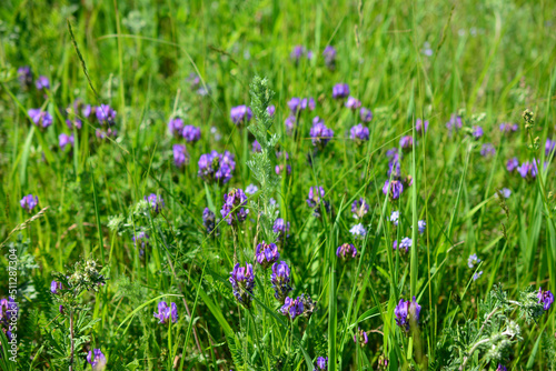 wild purple flowers in grass on summer meadow  close-up