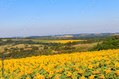 Summer landscape with sunflower fields  hills and blue sky