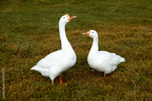 white goose on the grass