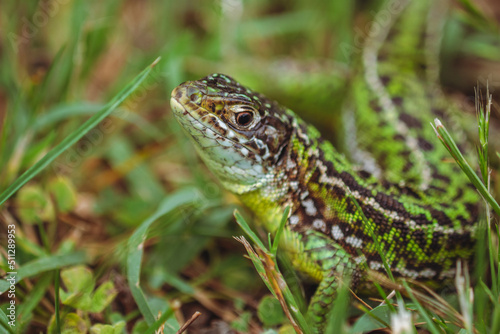 The green lizard/Le lézard vert © Clémence BAJEUX