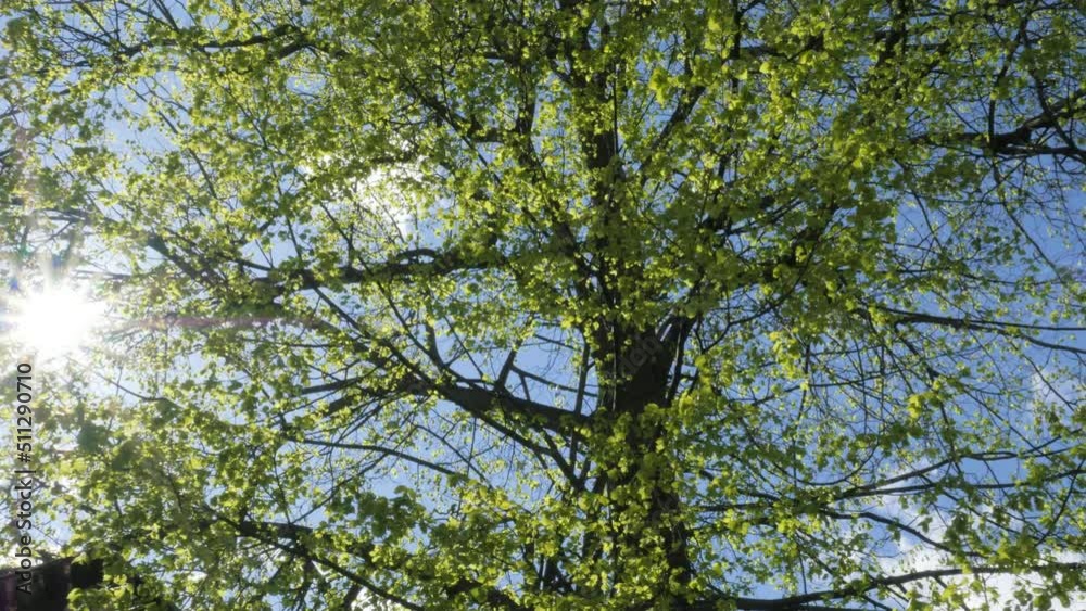 The bright sun shines through the spreading branches of a tree with fresh green leaves on a spring day. Beautiful nature background The bright sun shines through the spreading branches of a tree with fresh green leaves on a spring day. Beautiful nature background