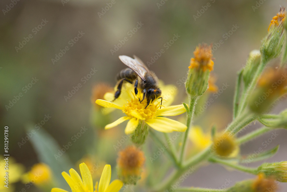 Honey Bee collecting pollen on yellow rape flowers Honey Bee collecting pollen on yellow rape flowers