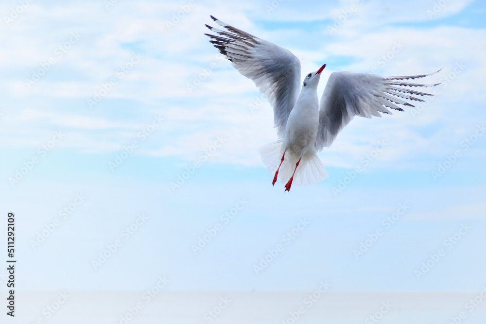 Obraz premium seagull in flight
