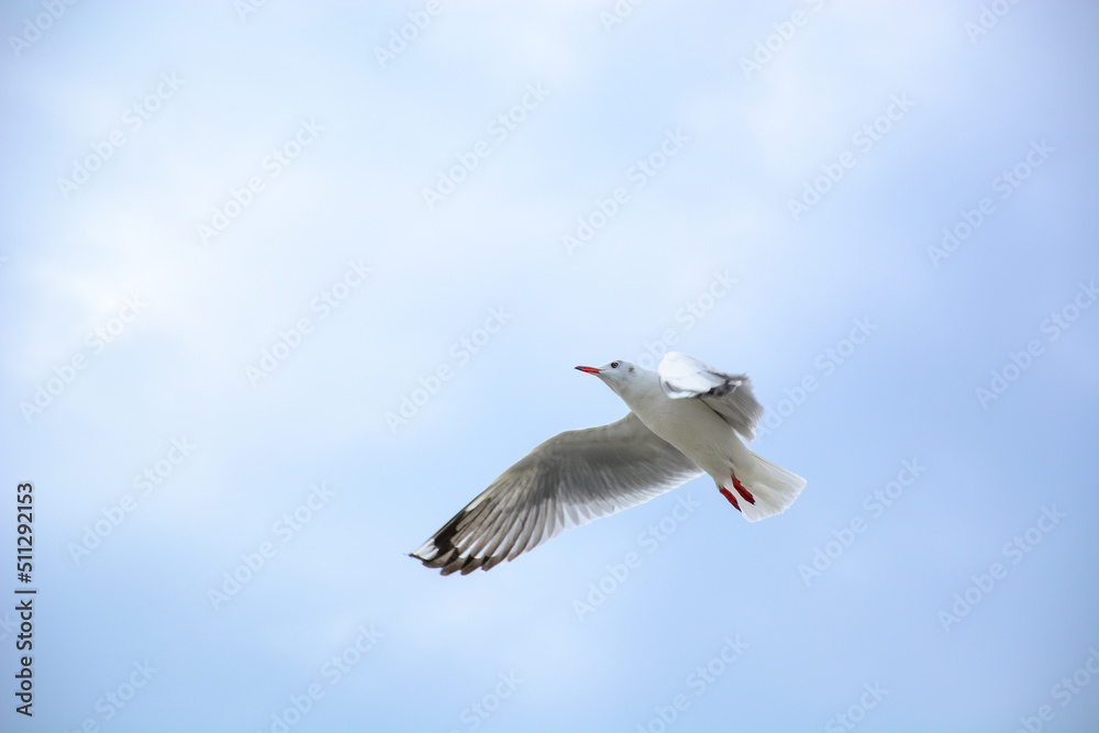 Obraz premium seagull in flight