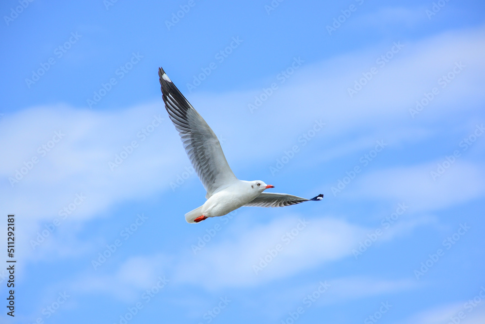 Fototapeta premium seagull in flight