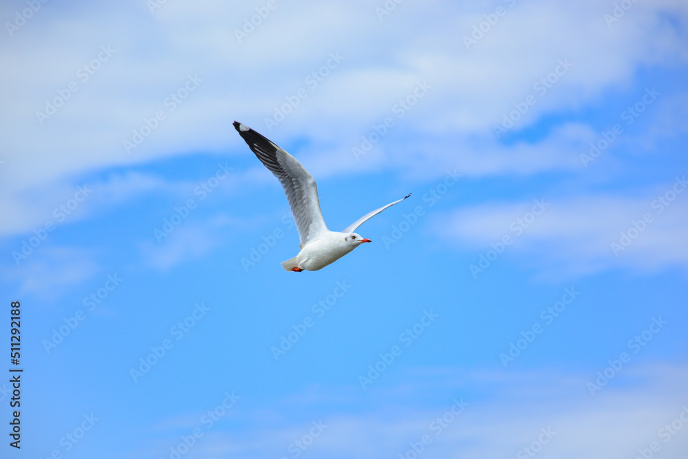 seagull in flight seagull in flight