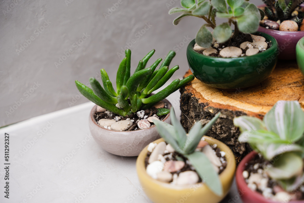 Houseplants. Ceramic colorful pots. Flat lay. Landscaping the interior of a home or office.