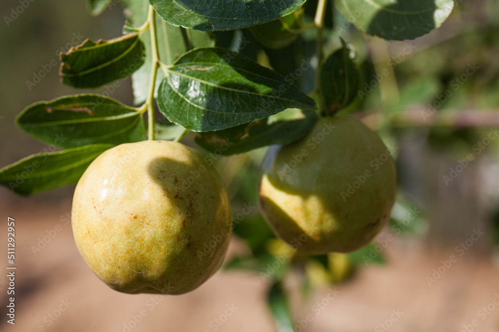 Jujube fruit on the jujube tree in the garden Jujube fruit on the jujube tree in the garden