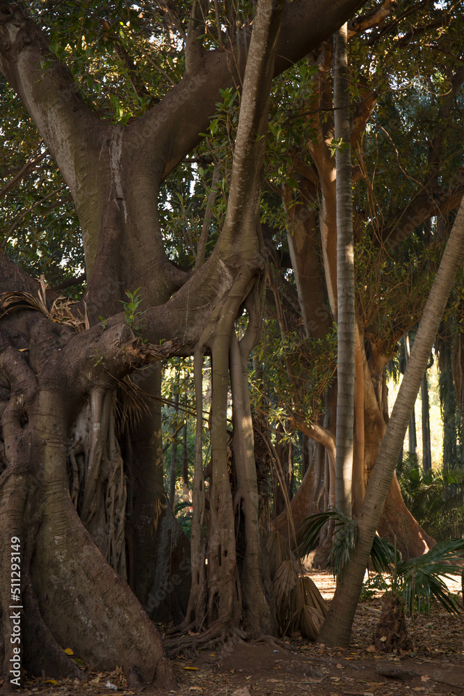 Tropical forest in Algers, algeria