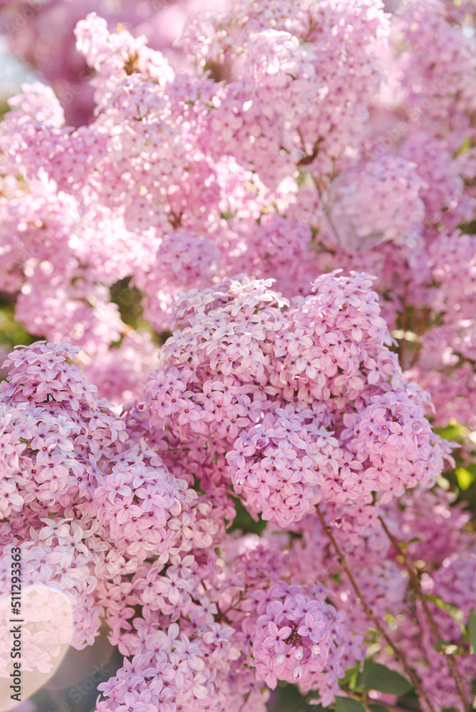 Background of lilac branches blooming. Spring flowering of a lilac bush. Soft lilac flowers on a blurry background. Background of lilac branches blooming. Spring flowering of a lilac bush. Soft lilac flowers on a blurry background.