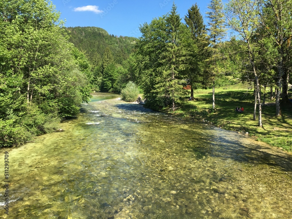 Bright landscape with a mountain river in Bohinj: clear water, coniferous forests along the banks - at the foot of the mountains of the Triglav Park in Slovenia.