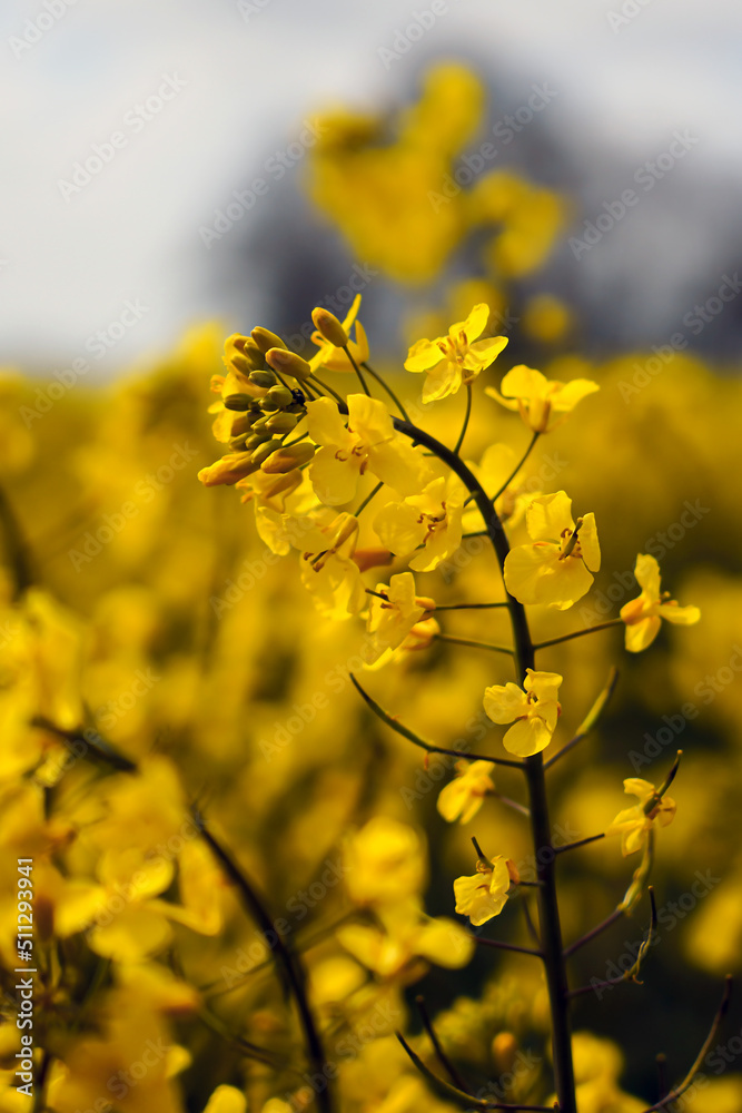 Magical fields of rape in May, cultivation - rapeseed, rapeseed oil, Germany Magical fields of rape in May, cultivation - rapeseed, rapeseed oil, Germany