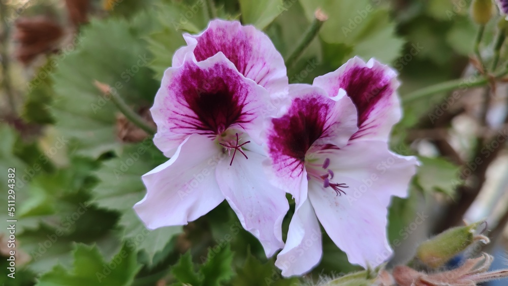 Fototapeta premium bee on a flower